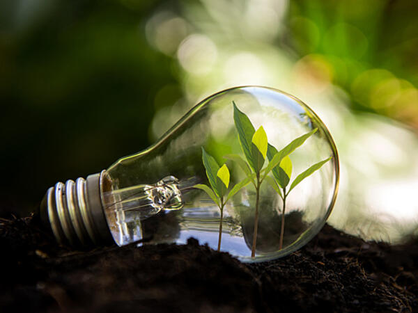 Lightbulb with seedlings inside